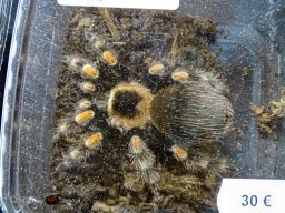 Haustiermesse Wien 2.03.2025